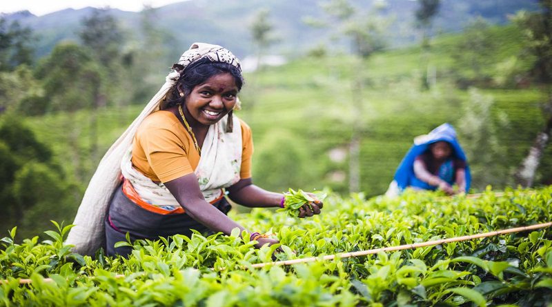 Outdated Tea Lands Tea plantations are crumbling due to a lack of workers. - The Colombo Post