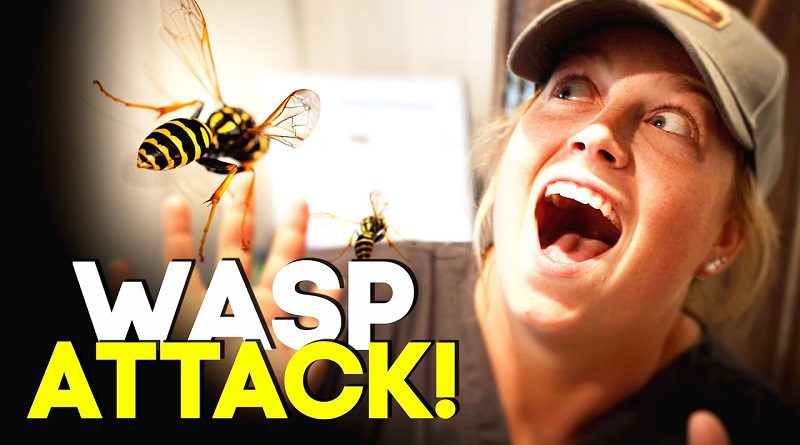 Wasp Attach A wasp attack on a S.L.T.C student who went to climb Hanthana. - The ...