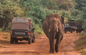 Yala Zones 1 and 2 to reopen next Friday.