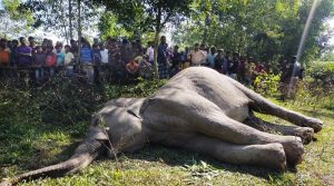 Last year, 455 elephants died.