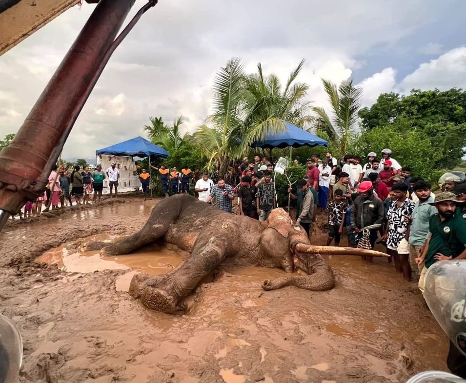 Was negligence by the Department of Wildlife Conservation the cause of Kavantissa’s death?